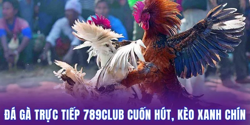 Đá gà trực tiếp 789club phát sóng trực tiếp